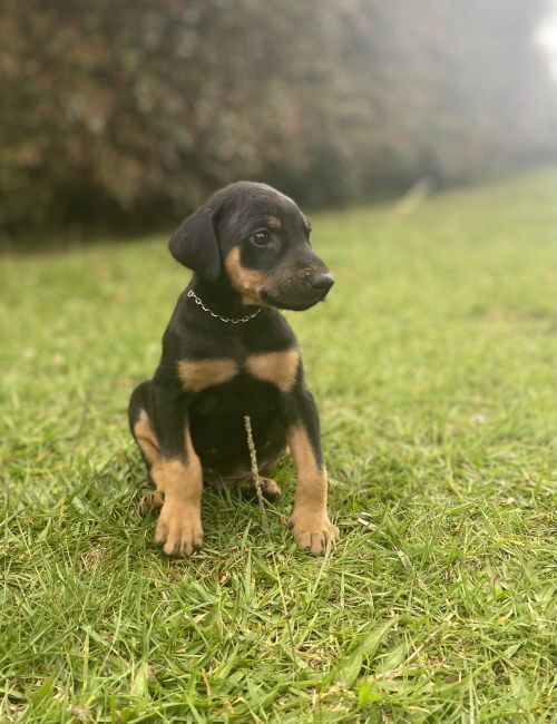 imagen de venta de doberman europeo con id 30802