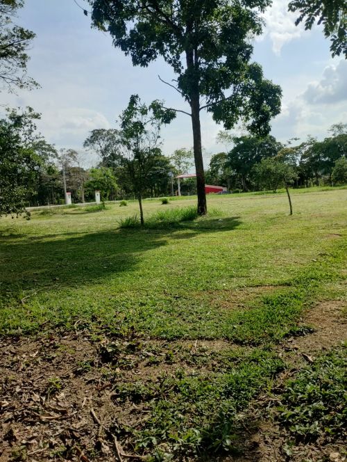 imagen de LORES CAMPESTRES PARA CONSTRUIR con id 33096