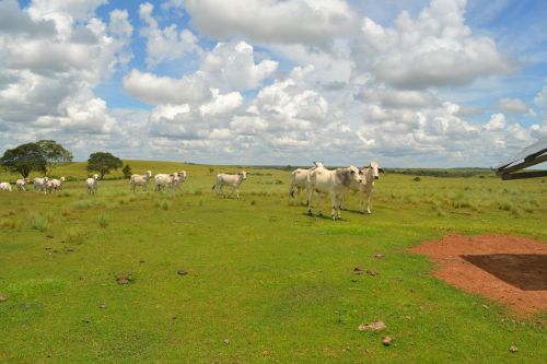 imagen de 657 hectareas en Puerto Lopez Meta con id 33431