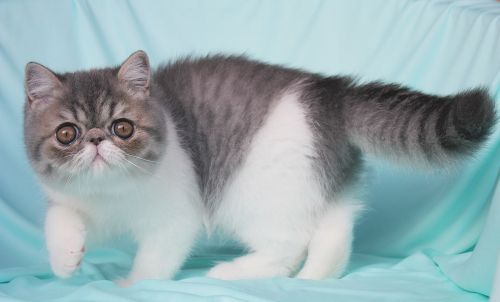 imagen de Criadero de gatos Persas y exóticos  con id 33479