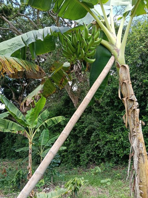 imagen de Ganga lote campestre a solo 14 minutos de Neiva con id 33931