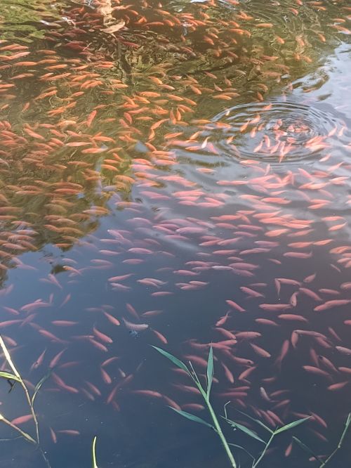 imagen de Alevinos con id 34121