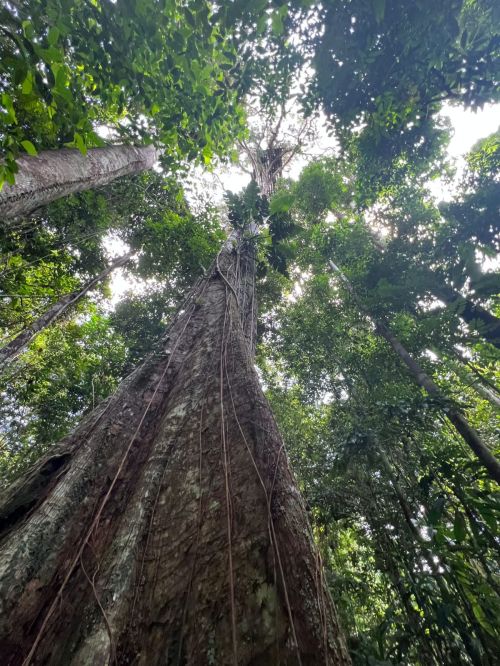 imagen de LOTE EN VENTA – SELVA AMAZÓNICA, LETICIA (COLOM con id 34654