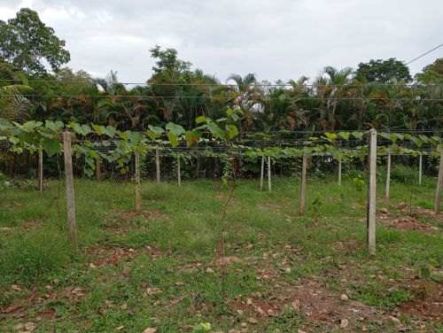 imagen de SE VENDE LOTE PRODUCTIVO Y TURISTICO con id 35115
