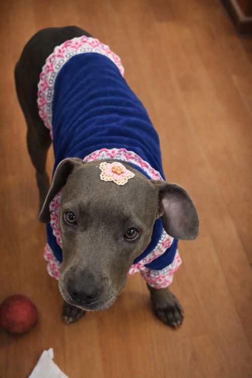 imagen de Cachorra Pitbull blue con id 35140