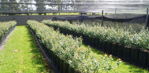 imagen de VENDO 2500 PLANTAS DE ARANDANOS con id 35211