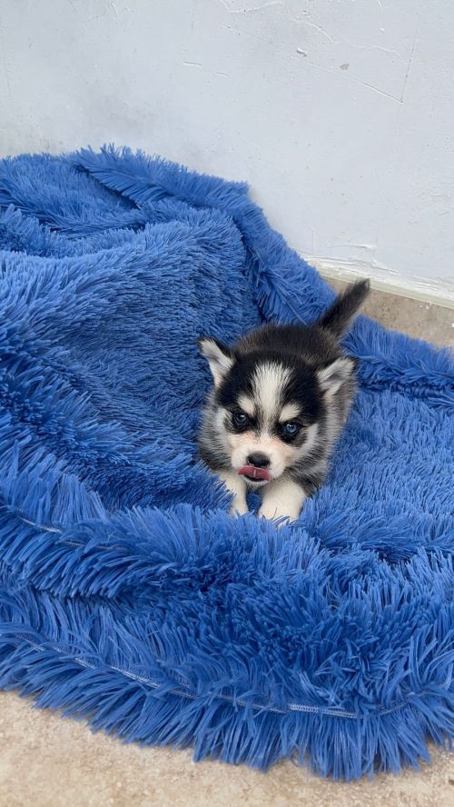 imagen de Vendo Pomsky súper mini macho con id 35509