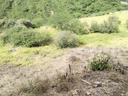 imagen de Vendo finca productiva de 4 hectáreas en Tacuay con id 35812