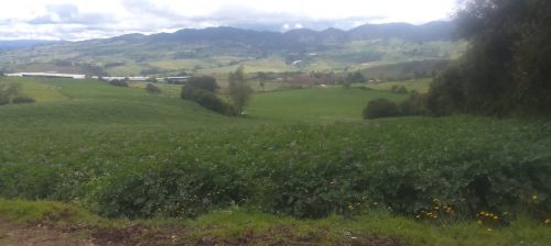 imagen de Venta de finca en Villapinzon Cundinamarca con id 36022