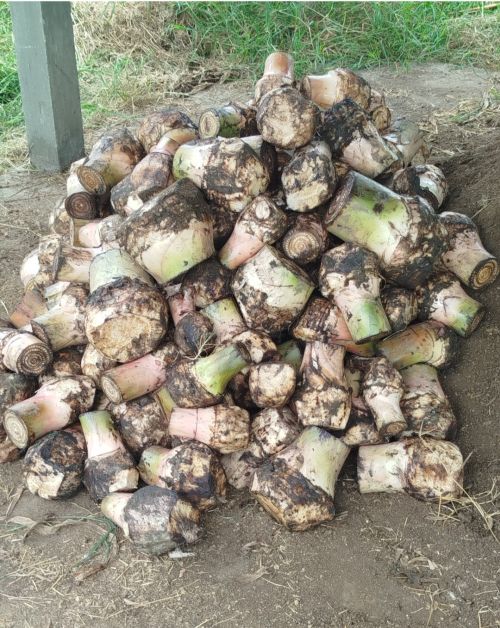 imagen de VENTA DE SEMILLA DE PLATANO (variedad dominico  con id 36087