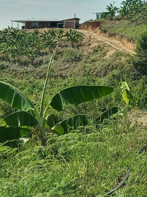 imagen de Se vende finca con id 36181