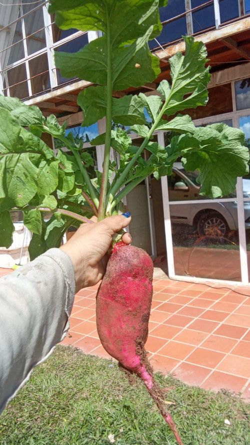 imagen de Se vende finca con id 36182