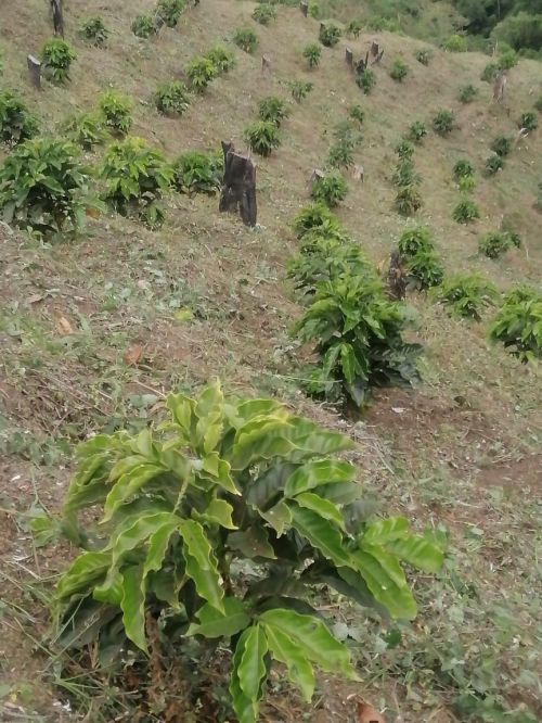 imagen de ? *SE VENDE LOTE PRODUCTIVO – NORTE DEL TOLIMA con id 36622